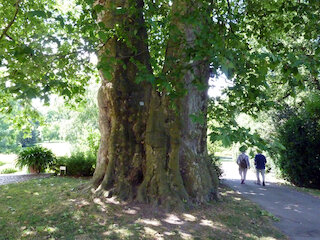 Diese prachtvolle Platane hält seit 1799 die Stellung - man beachte den Größenvergleich mit den Spaziergängern