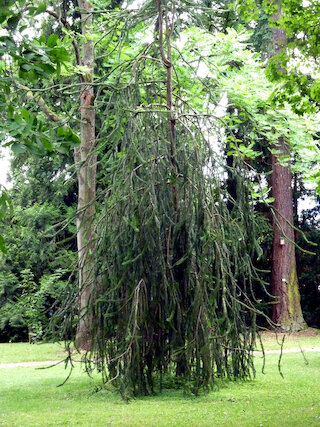 Sie haben noch nie eine Hängefichte gesehen? Da helfen wir doch gerne weiter