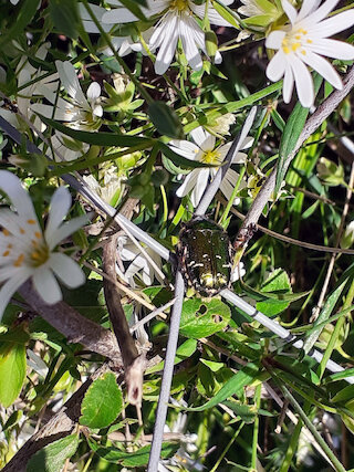 Der schillernde Rosenkäfer tummelt sich also doch nicht nur auf Heckenrosen © Marlies Beitz