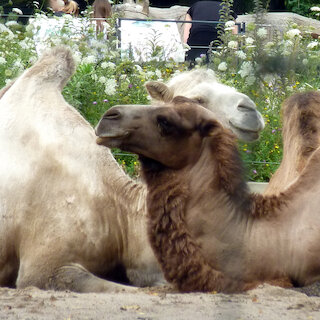 Wir studieren per Blick über den Zaun die Tiere der Wilhelma - was aber auf Gegenseitigkeit zu beruhen scheint