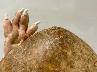 KuFo26 &copy; Zina Strunz