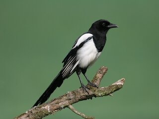 La gazza ladra &copy; Rossini in Wildbad