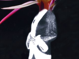 Die Zauberflöte &copy; Frieder Grindler