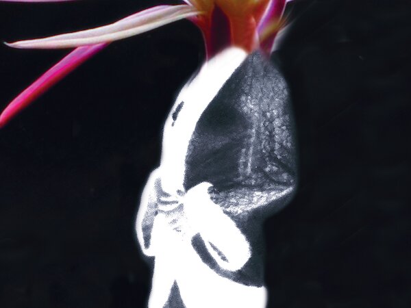 Die Zauberflöte © Frieder Grindler